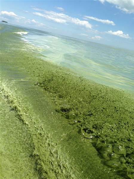 Algae outlook for Lake Erie not encouraging - The Blade