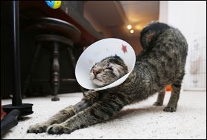 Olaf, a 6-month-old cross-eyed tabby, was born with two-thirds of his upper eyelids missing and could not close his eyes or blink.