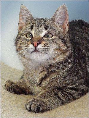 Seen here before surgery, Olaf, a 6-month-old, cross-eyed tabby, was rescued Jan. 8 during some of the coldest weather Toledo has ever seen. He was found lying on a sidewalk on the city’s north side. The little feline was sick, starving, and severely hypothermic when he was brought to Paws & Whiskers Cat Shelter.