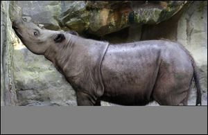 Suci, a female Sumatran rhino, sniffs the air in her enclosure at the Cincinnati Zoo in Cincinnati. The zoo said Suci died Sunday, March 30, 2014, after showing symptoms of a disease that killed her mother five years ago. 