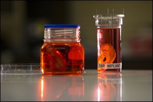 A synthetic polymer nose, left, and ear at a research facility in the Royal Free Hospital in London.