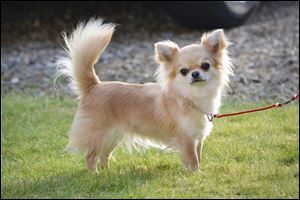 Valenchino Chihuahua Xena, who was named Best Puppy in Breed at Crufts 2014, and was snatched with four other dogs, including her mother Io and grandmother Angel, from a house in East Yorkshire on Thursday.