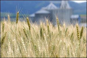 With 51 percent of Ohio’s wheat crop being rated fair to very poor, ‘in northwest Ohio ... wheat seems to be in pretty good shape.’