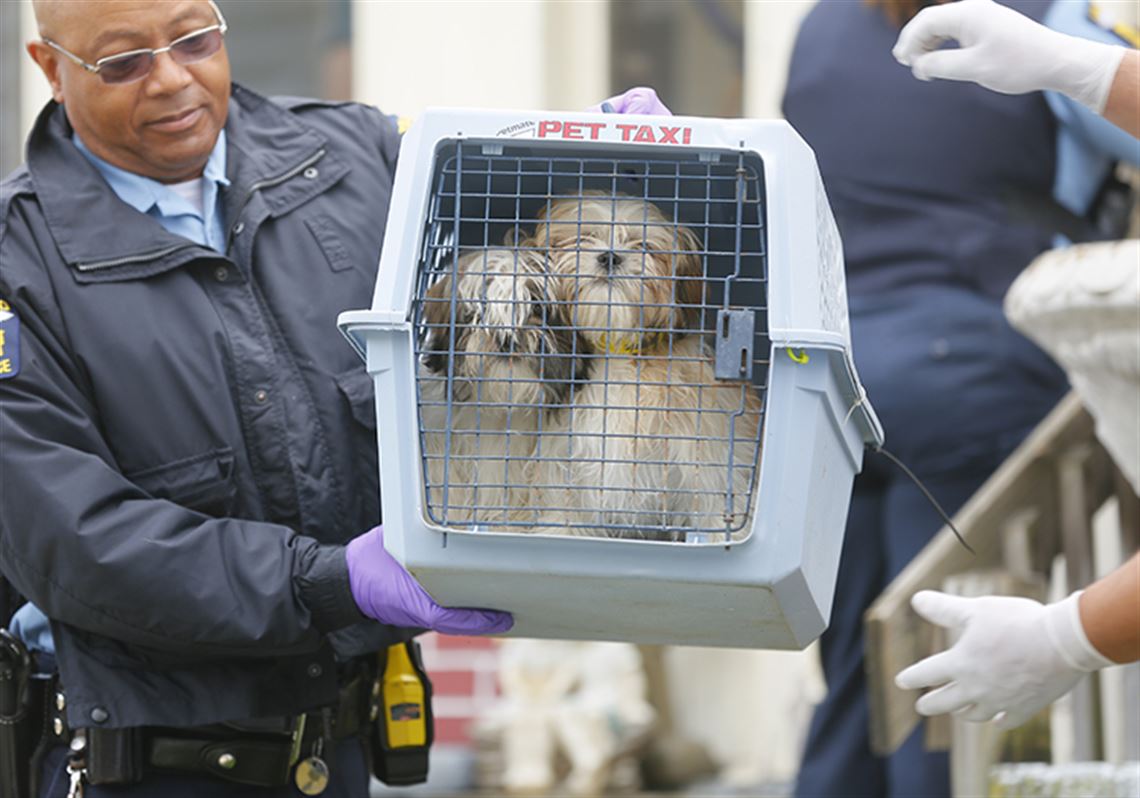 35 Shih Tzus Taken Out Of Toledo Home Toledo Blade