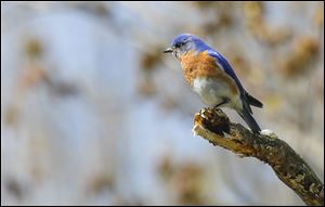 A bluebird basks in the sun at Swan Creek Metropark in Toledo. Bird-watchers are filling hotels in Lucas and Ottawa counties.