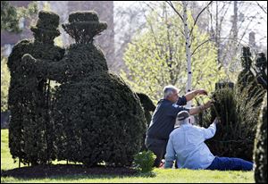 Mark Chase an employee of Columbus Parks & Rec along with volunteer Dan Zerkel (back to camera) start on trimming a taxus shrub into shape to replace part of a topiary figure bush that had died off at the Topiary Park.