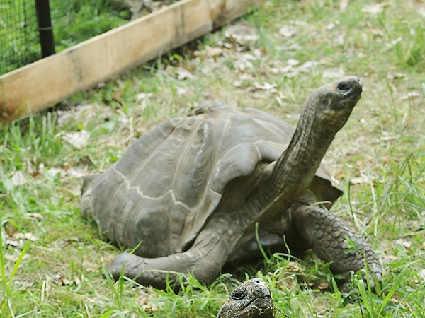 Pittsburgh Zoo receives 2 tortoises | The Blade