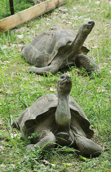 Pittsburgh Zoo receives 2 tortoises - The Blade