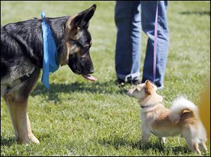 Dogs big and small alike, along with other pets, were joined by their owners at the park in a photo contest at The Blade-sponsored  contest, which started in March.