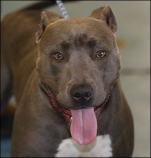 Silvia, a female Pit Bull mix, pound #6513.  