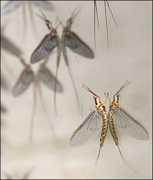 Experts say mayflies may be late this year thanks to the long winter, or there may be far fewer of them.