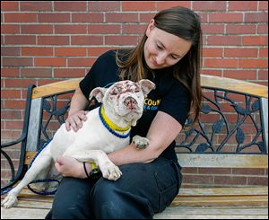 Laura Simmons of Lucas County Canine Care & Control pets Hellen, an underweight white ‘‍’pit bull’ mix Friday. Helen was rescued Thursday from Willard and Hirzel Streets in Toledo. 