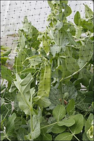 Snow peas are ready for harvest.