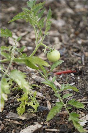 A garden tomato.