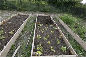 Winter squash on left and yellow squash in raised beds.