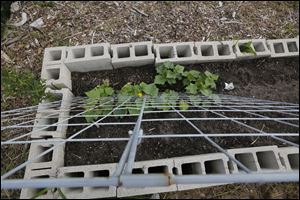 Cucumbers begin the climb up a trellis.