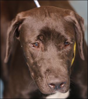 Pound # 6630; Cage # 83; Candy; Female pit bull.