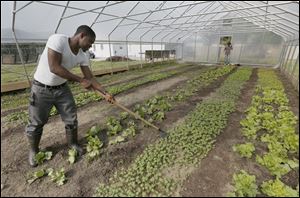 Graduate student Ekpefon Umoren works in the new student-run business called Findlay Greens at the University of Findlay.