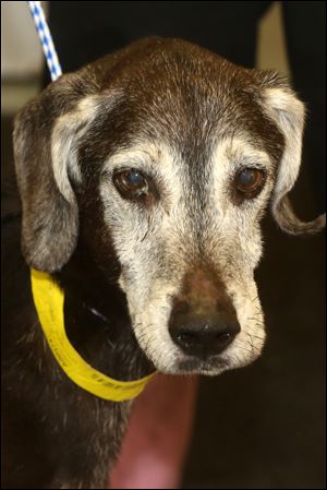 Billy, a male nine year old Labrador mix, is available for adoption at Lucas County Canine Care and Control. His pound number is 6742. 