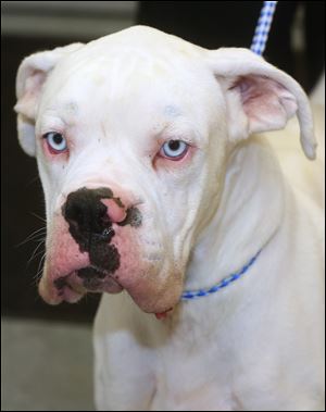 Tyler, a male three-year-old Boxer, is available for adoption at Lucas County Canine Care and Control. His pound number is 6746. 