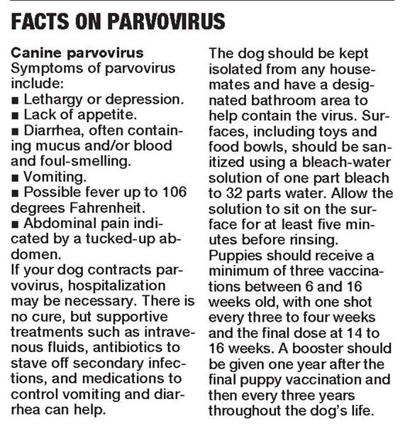 Lucas County shelter sees influx of puppies with parvo