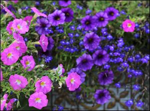 Flowers bloom in Lemon's  landscaped yard.