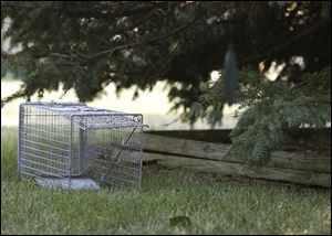 A live trap is set in a Sylvania backyard, where city leaders have banned feeding stray cats. The law is controversial.