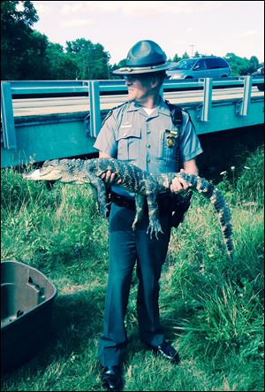 Lt. Jerrod Savidge, commander of the Ohio Highway Patrol's Bowling Green post, holds an alligator found on the bank of a creek near Hull Prairie and Roachton roads.