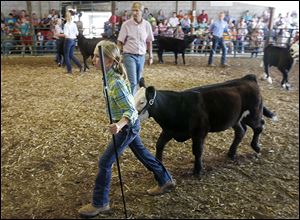 Hannah Lang, 10, of Luckey shows her crossbreed Angus, Marshmellow.