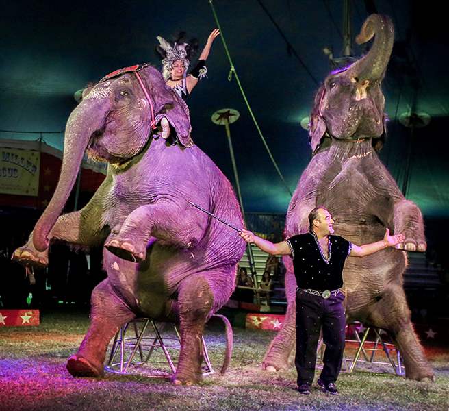 Kelly Miller Circus makes its grand entrance - The Blade