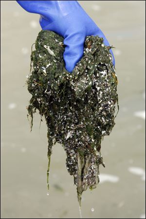 Algae samples at Maumee Bay State park in Toledo, Ohio, in 2010.