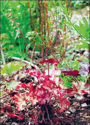 Peach Carnival Parfait coral bells with flashy leaves.