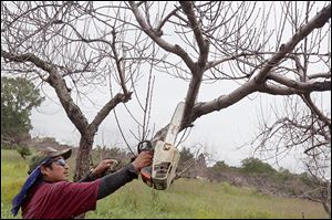 Celestino Carranza cuts down a dead peach tree at MacQueen Orchards in Holland. Jeff MacQueen, the orchard's owner, said the cold winter had killed about half the orchard’s peach tree acreage. 