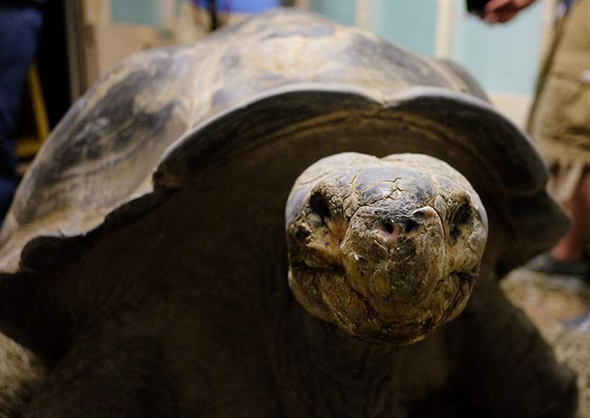 ‘Very majestic’ older tortoise finds new home at Toledo Zoo - The Blade