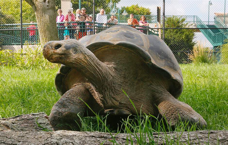 Slow-moving tortoise quick to greet visitors - The Blade