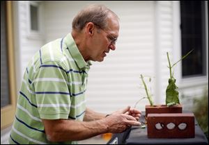 Grant Garn attaches a monarch chrysalis to a piece of string. Mr. Garn then hangs the strings on a clothesline in his backyard, where the butterfly metamorphosis and release takes place.