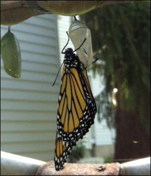 A newly hatched Monarch butterfly dries its wings after exiting its chrysalis at the Garn home in Perrysburg.