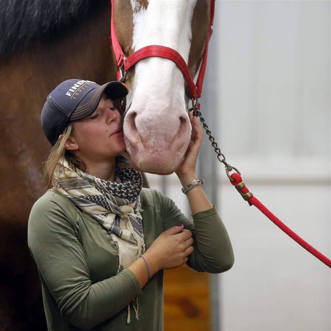 CTY-CLYDESDALES19p-kiss