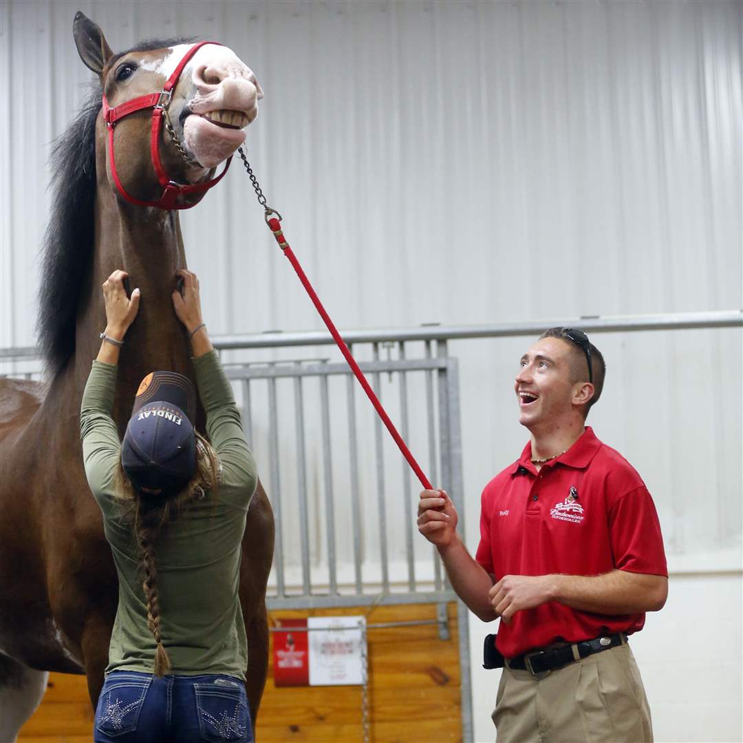 CTY-CLYDESDALES19p-Winterroth