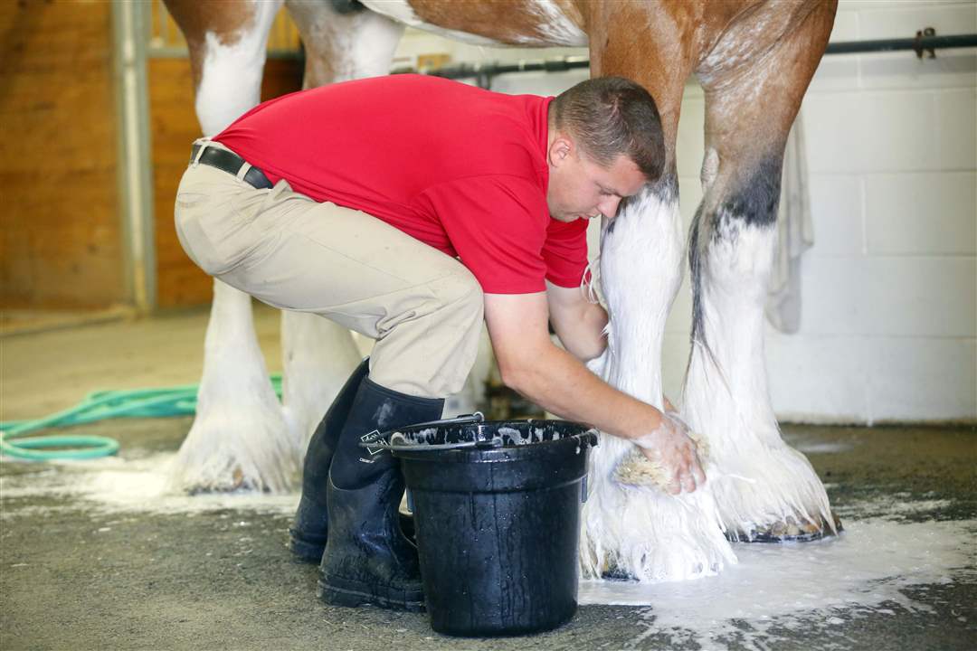 CTY-CLYDESDALES19p-Houser