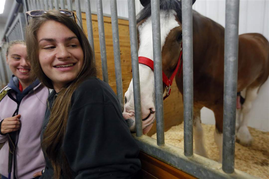 CTY-CLYDESDALES19p-Brittany-Lane