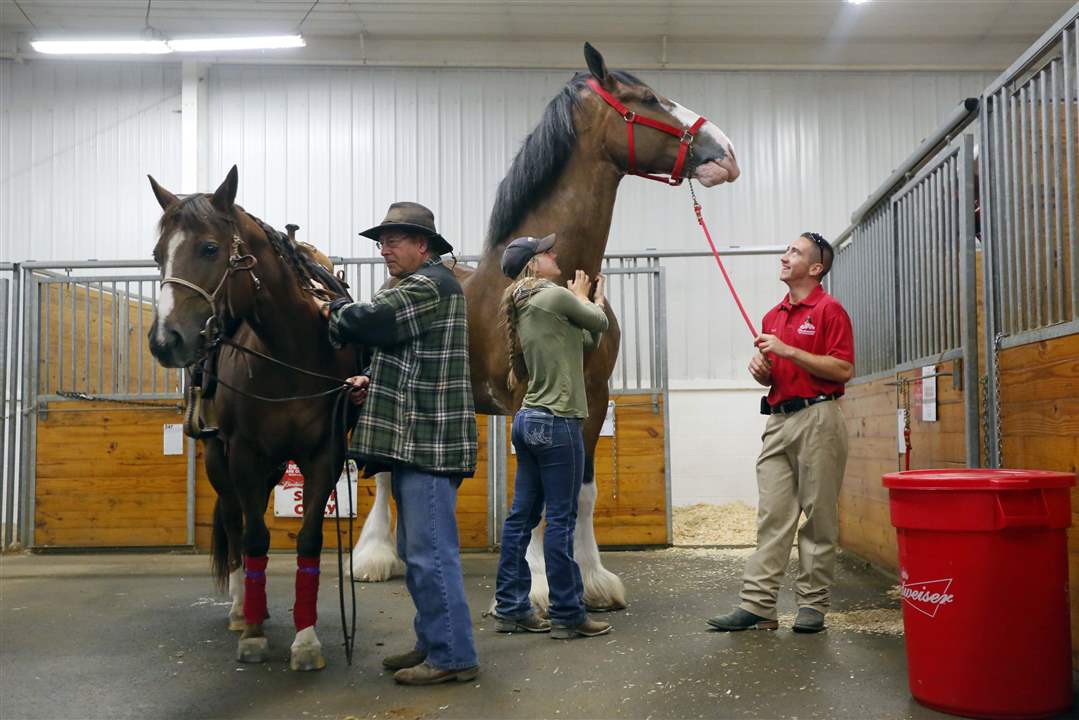 CTY-CLYDESDALES19p-Faulkner