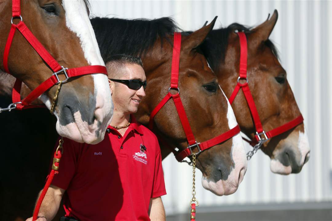 CTY-CLYDESDALES19p-Randy