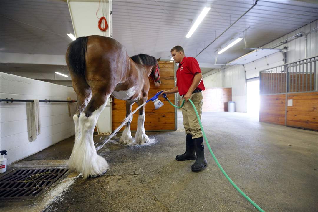 CTY-CLYDESDALES19p-Travis