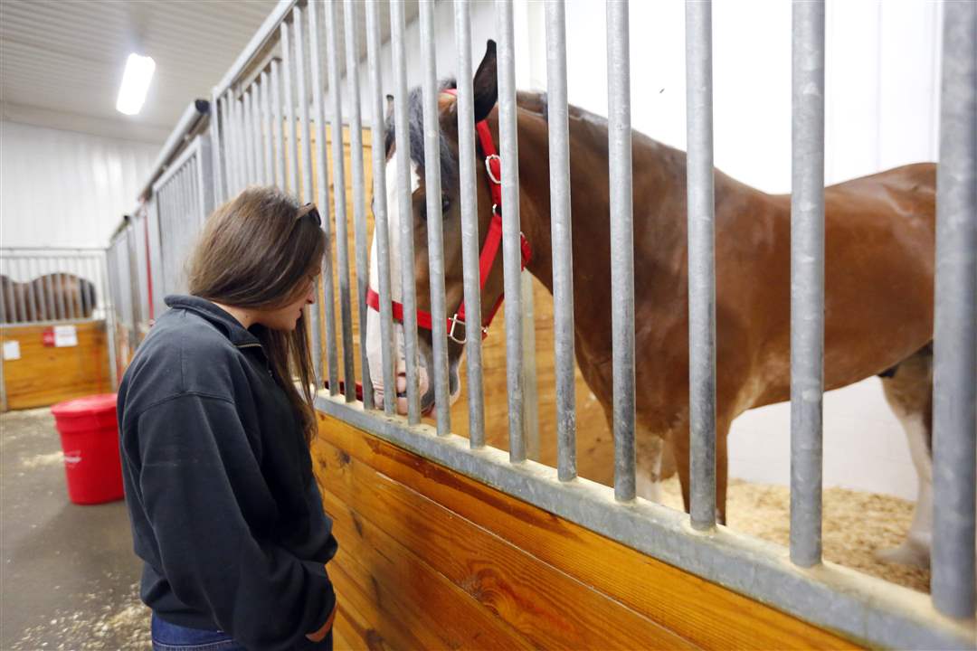 CTY-CLYDESDALES19p-Woodhaven