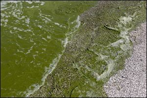 Thick algae washes up on the beach at Maumee Bay State Park. Scientists say climate change will exacerbate the factors that cause toxic algae blooms on Lake Erie.