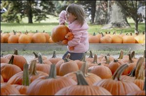 Abby Rae Ekey, 3, struggles to lift a pumpkin while picking them at Fleitz Pumpkin Farm in Oregon. Last year, Ohio farmers planted 6,800 acres of pumpkins and harvested 6,100 acres of them. This year looks even better, growers say.