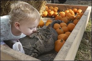 Aubree, 1, gets in close for a kiss with a barn cat while her mother, Chelsie Cornelius, of Oregon, selects pumpkins at Fleitz Pumpkin Farm. Ohio’s pumpkins are mainly used for Halloween decorations. Other gourds are used to make that pumpkin pie.