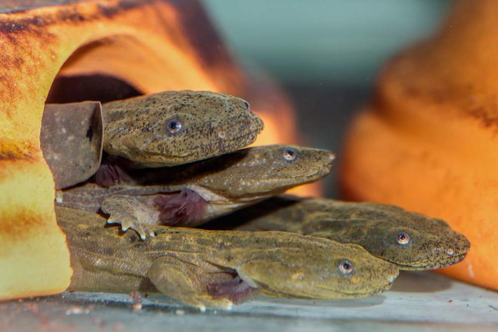 CTY-HELLBENDERSXXpOne-year-old-hellbender-salamanders