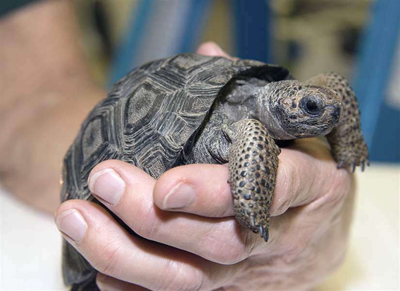 Toledo Zoo’s Galapagos collection grows with arrival of 3 tiny ...